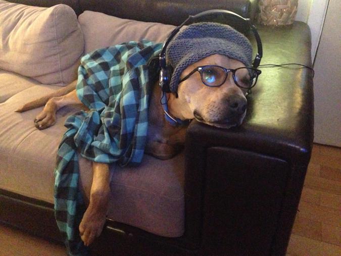 dog with specs